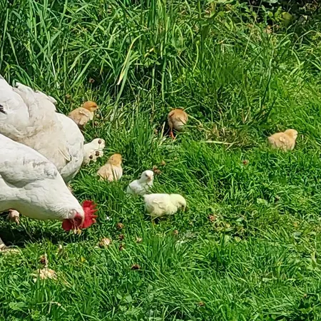 La Charmeraie D'aumâtre Couette-café Aumâtre