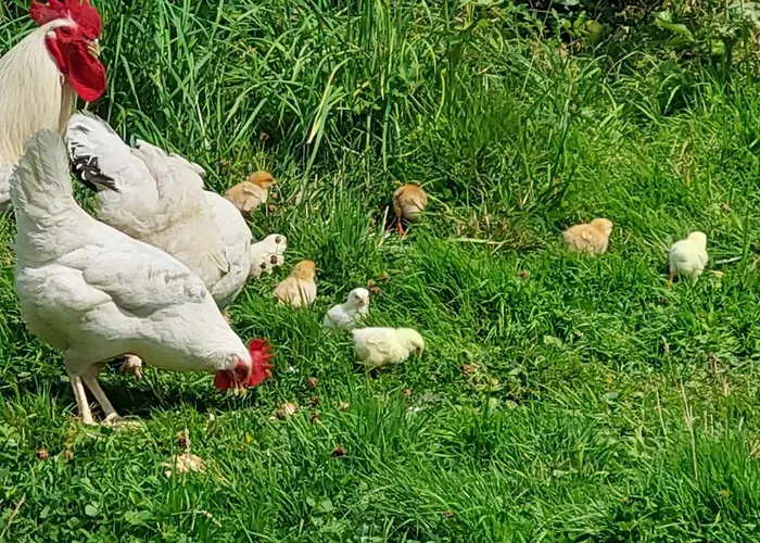 La Charmeraie D'aumatre Frühstückspension Aumâtre